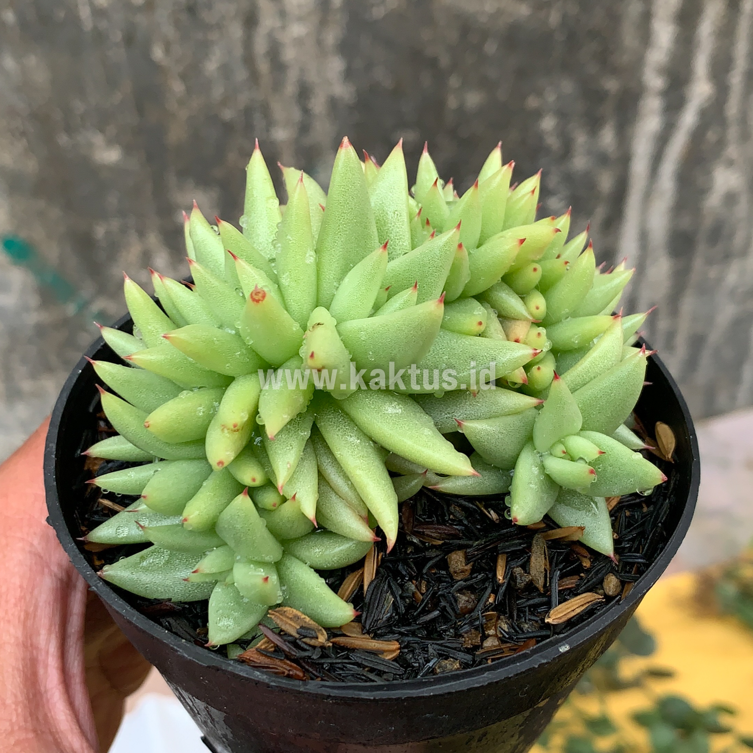 523. Echeveria Agavoides Aqua Marine Cristata - Image 5