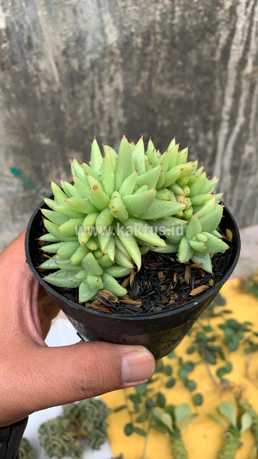 523. Echeveria Agavoides Aqua Marine Cristata - Image 4