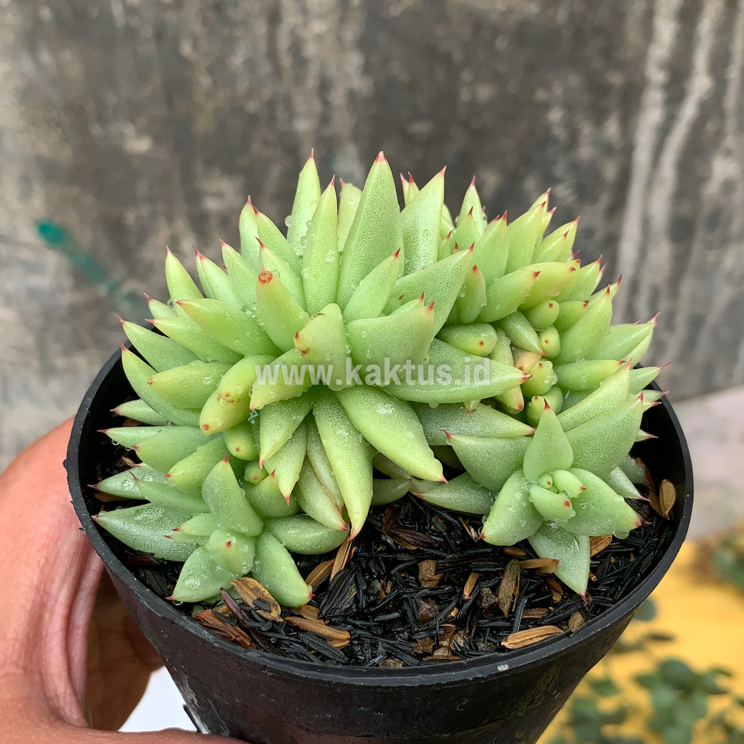523. Echeveria Agavoides Aqua Marine Cristata - Image 7