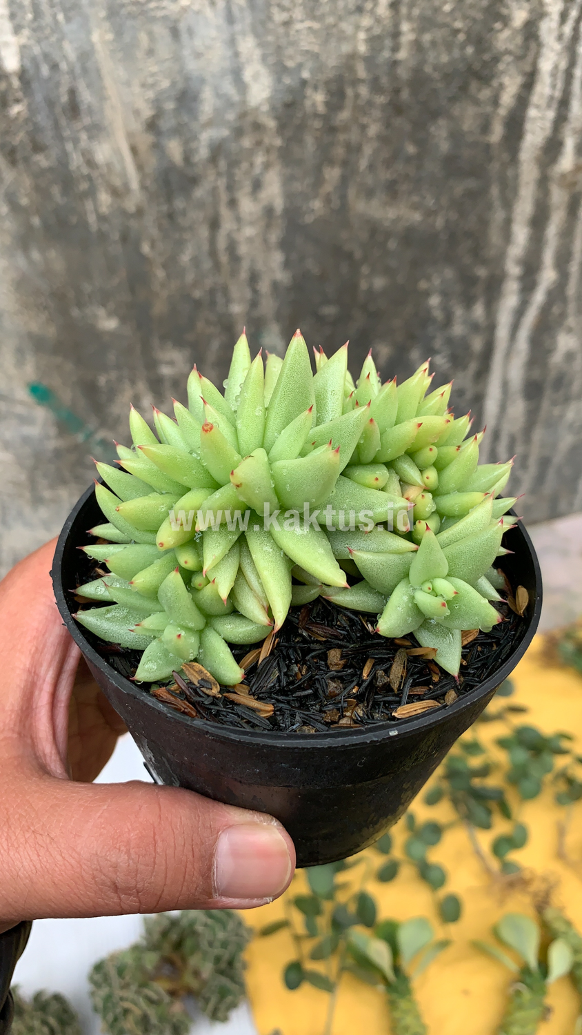 523. Echeveria Agavoides Aqua Marine Cristata - Image 6