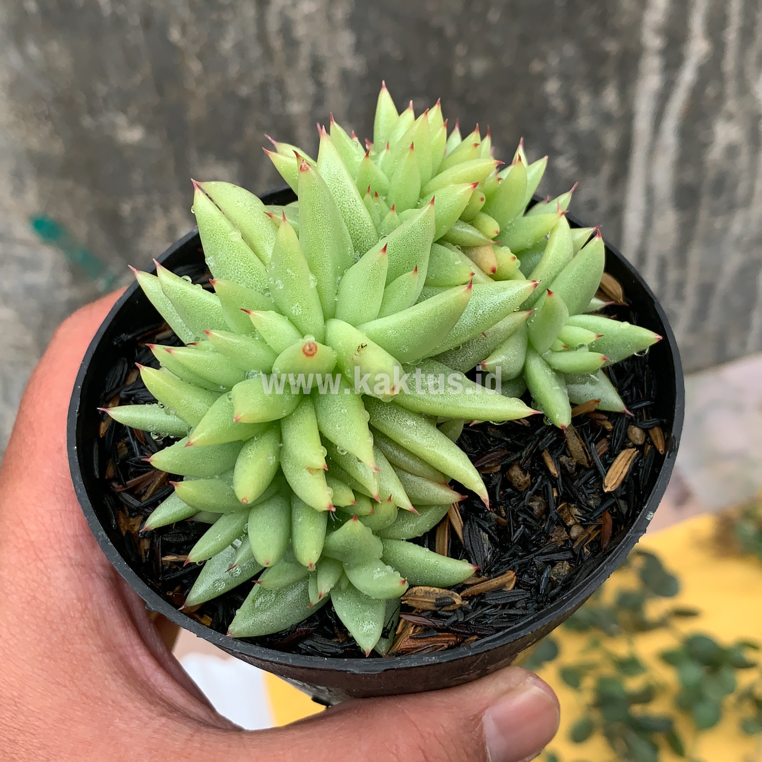 523. Echeveria Agavoides Aqua Marine Cristata - Image 8