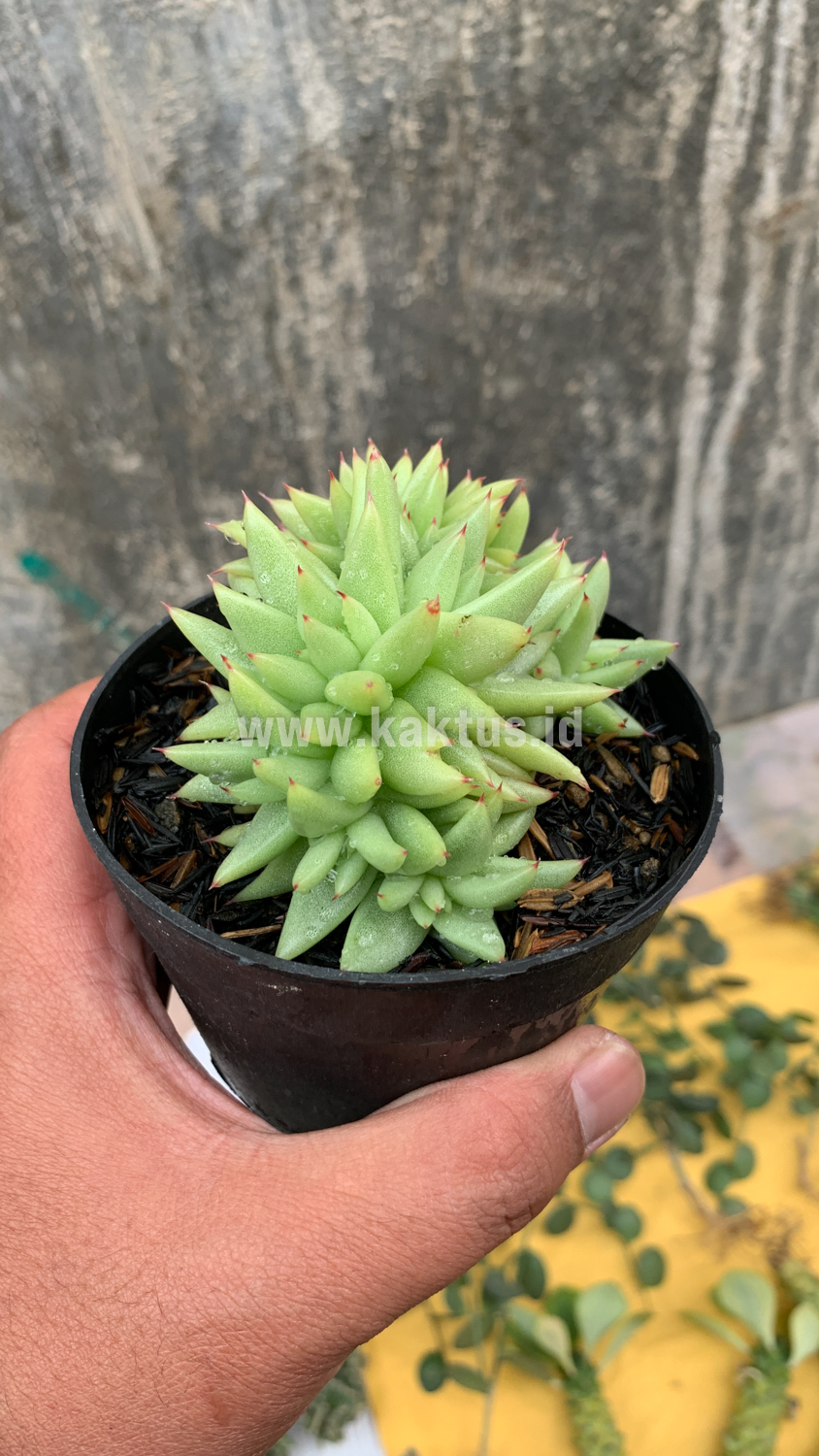 523. Echeveria Agavoides Aqua Marine Cristata - Image 9