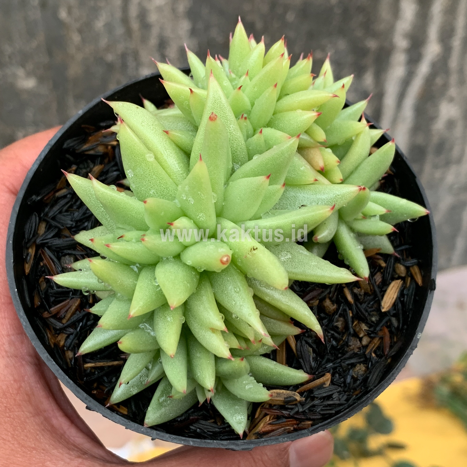 523. Echeveria Agavoides Aqua Marine Cristata - Image 2