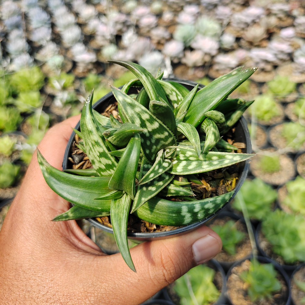 524. Aloe Amudatensis - Image 2