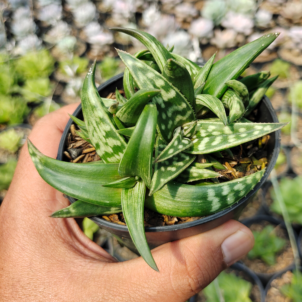 524. Aloe Amudatensis - Image 4