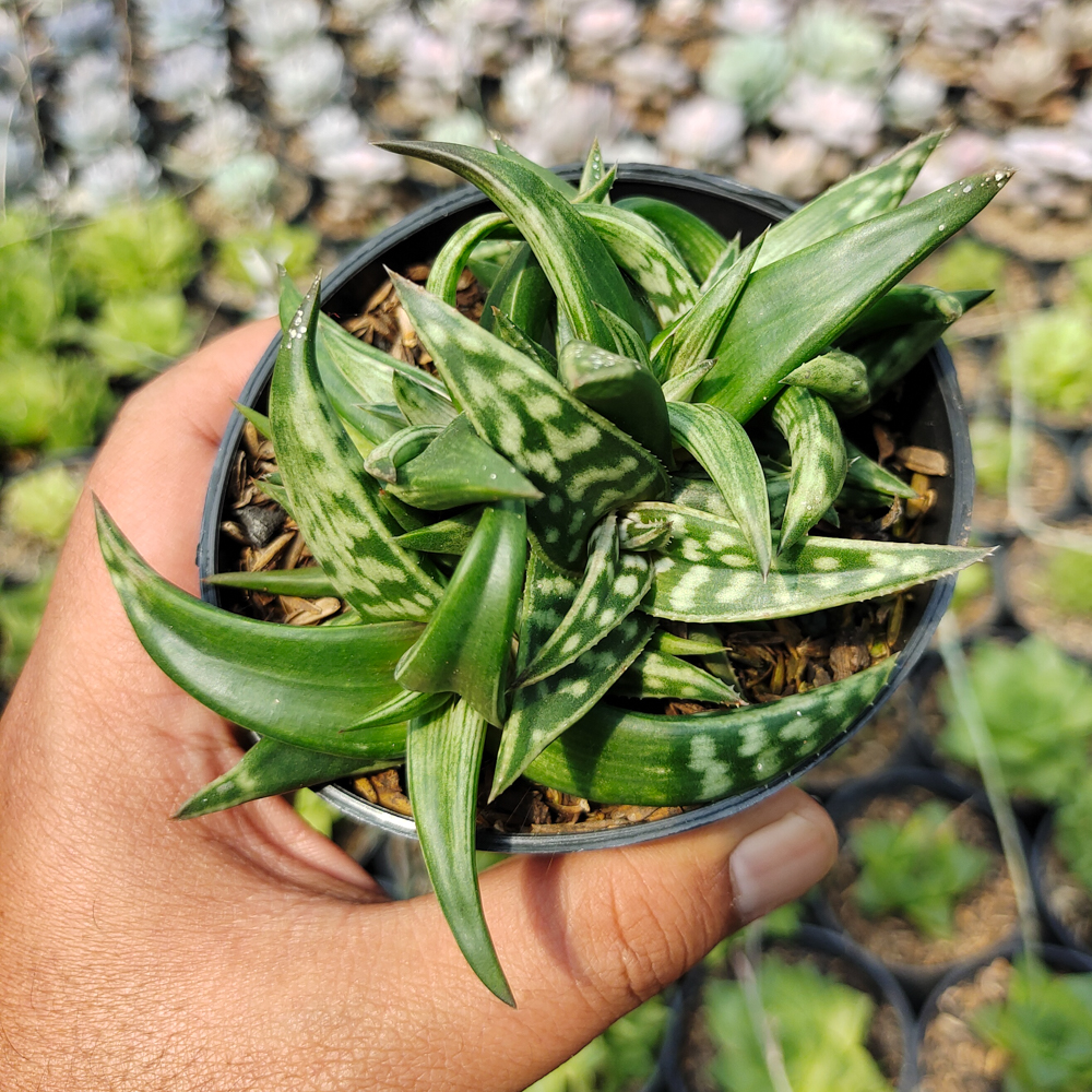 524. Aloe Amudatensis - Image 5