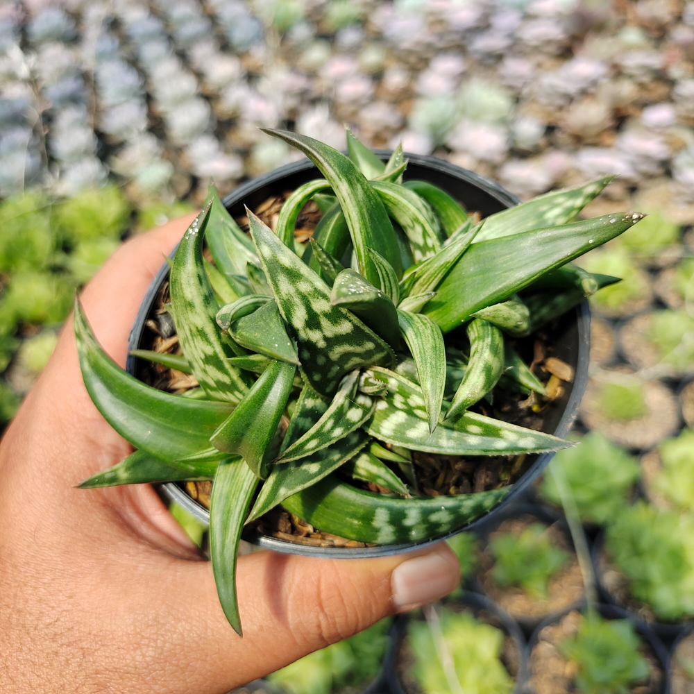 524. Aloe Amudatensis - Image 6