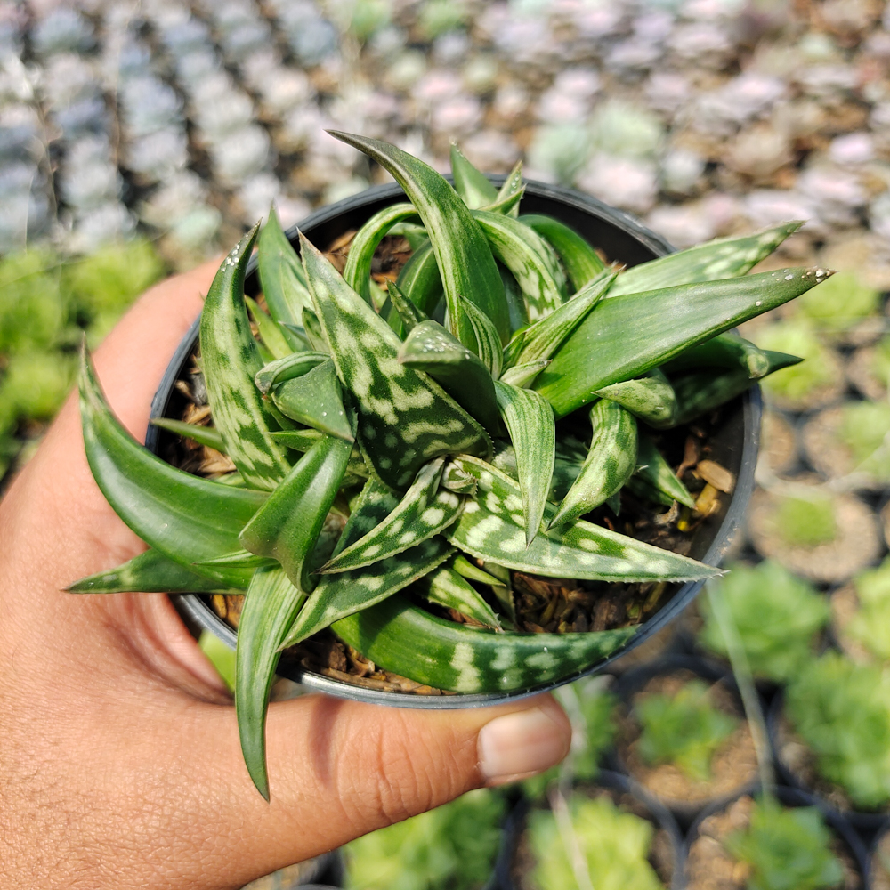 524. Aloe Amudatensis - Image 7