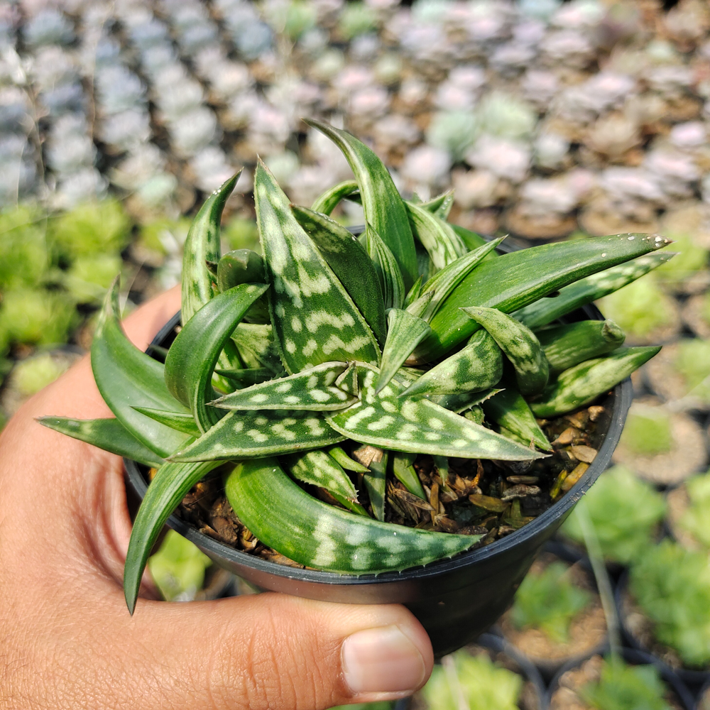 524. Aloe Amudatensis - Image 8