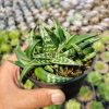 524. Aloe Amudatensis