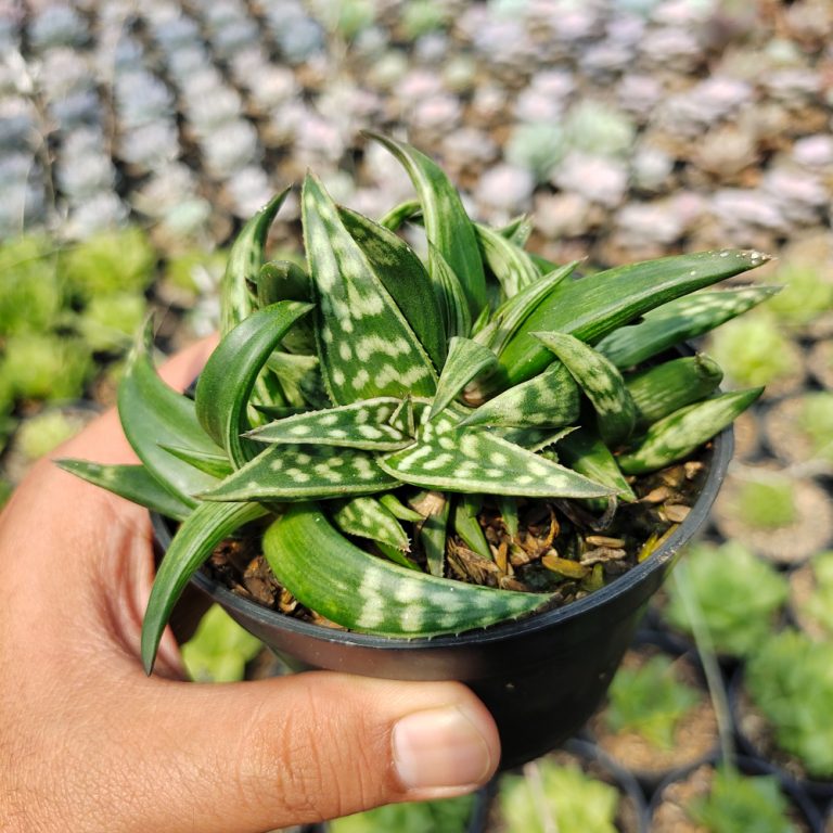 524. Aloe Amudatensis