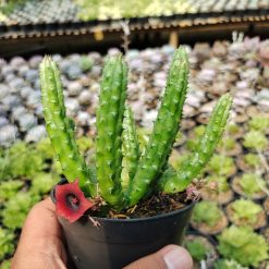 Alternative view of 525. Huernia Penzigii