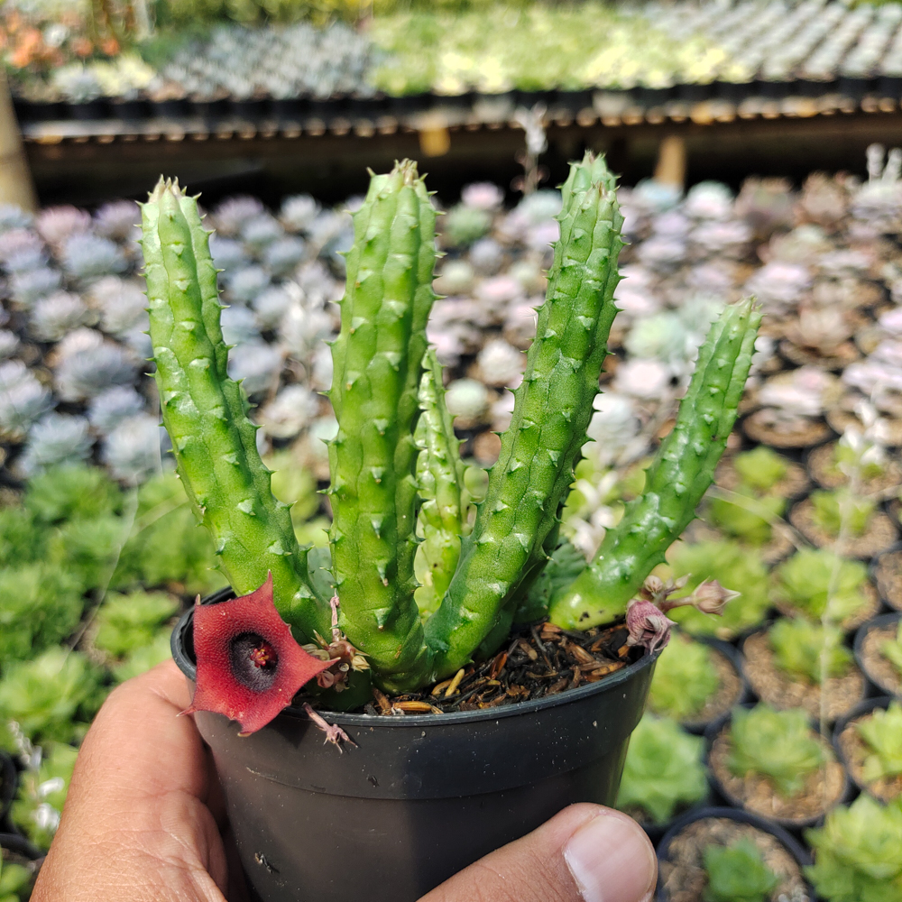 525. Huernia Penzigii - Image 3