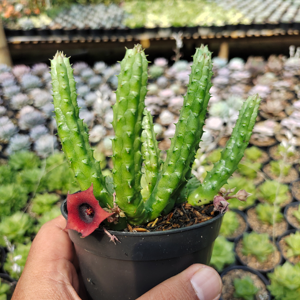 525. Huernia Penzigii - Image 4