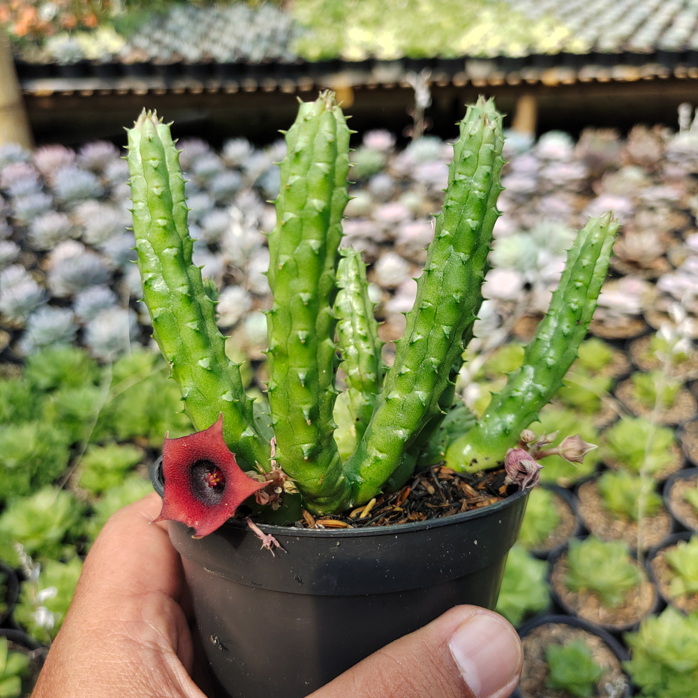 525. Huernia Penzigii - Image 5