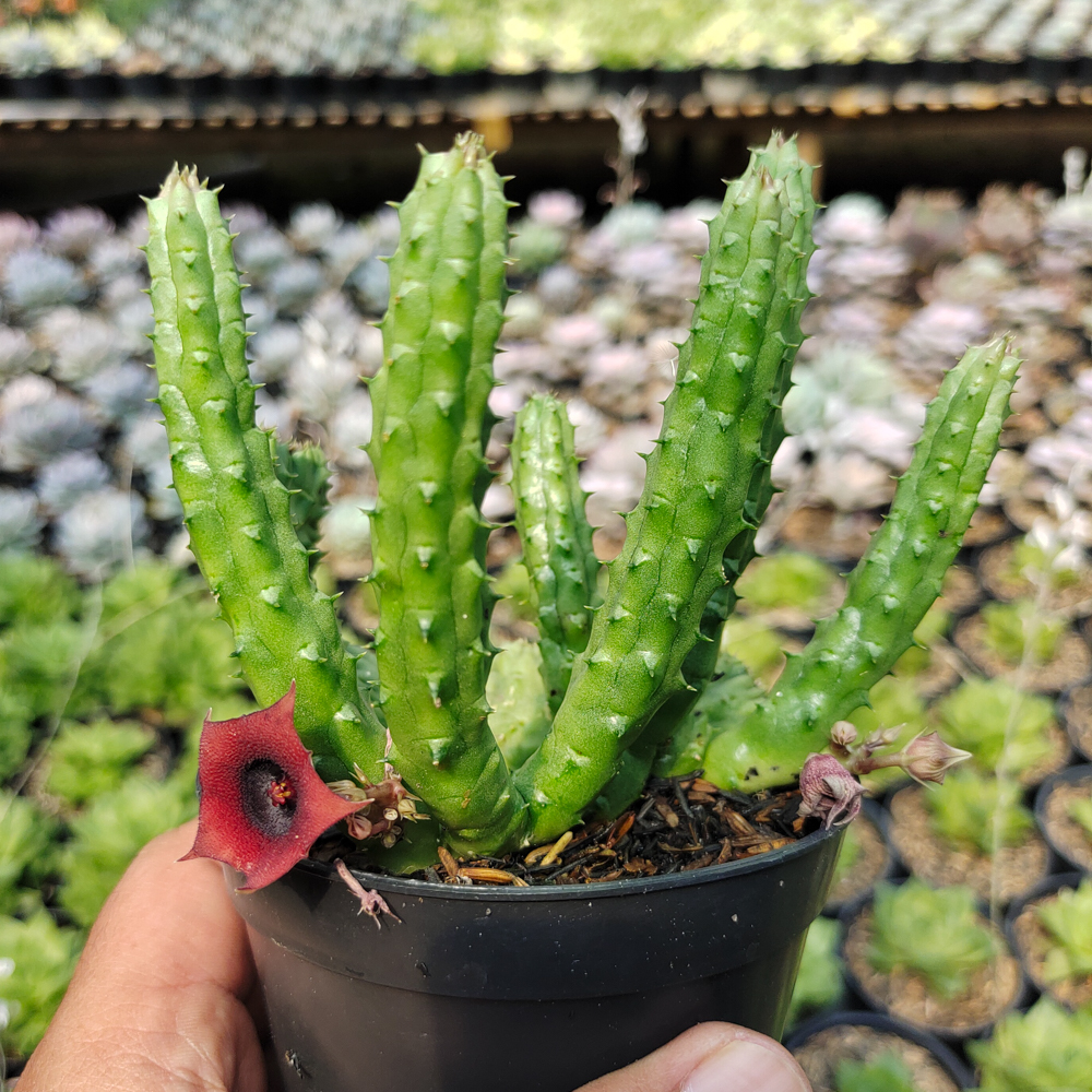 525. Huernia Penzigii - Image 6