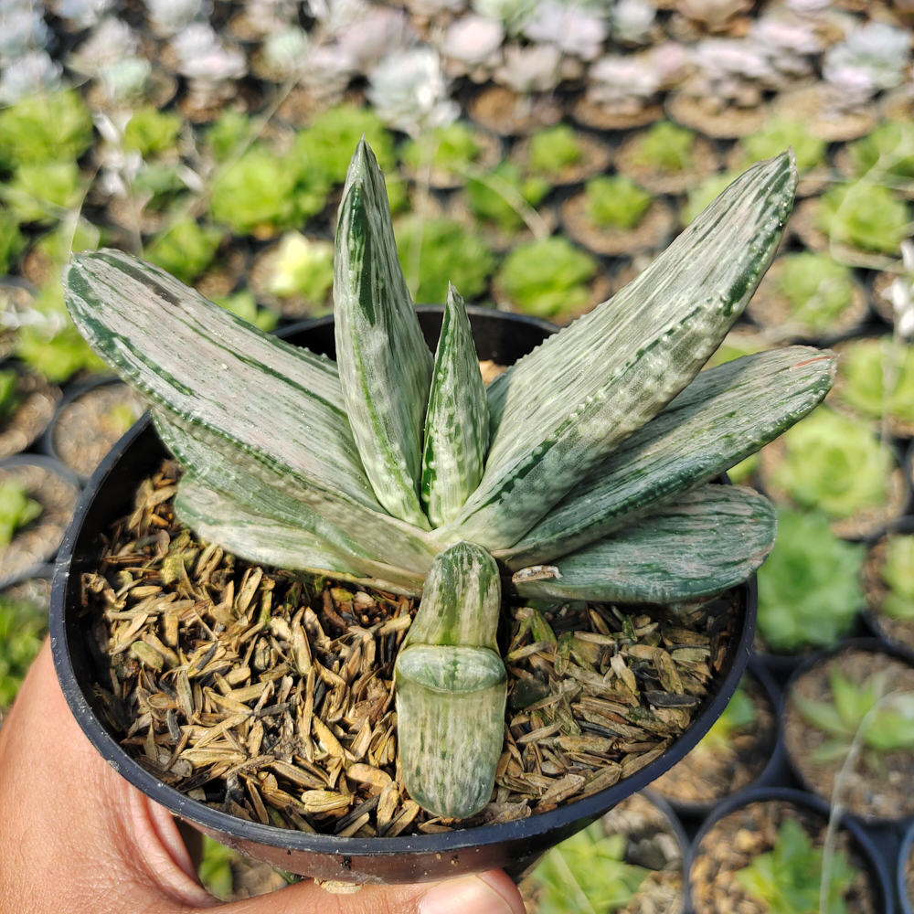 526. Gasteria Sakura Fuji White Variegated - Image 7
