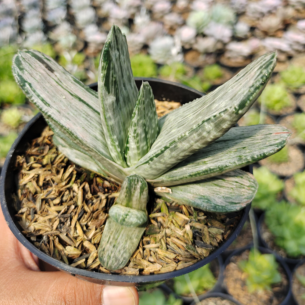 526. Gasteria Sakura Fuji White Variegated - Image 2