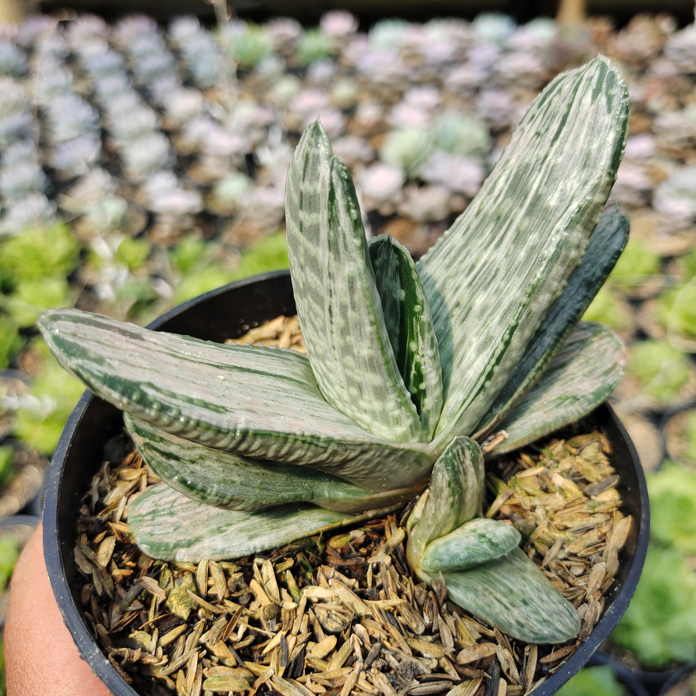 526. Gasteria Sakura Fuji White Variegated - Image 3
