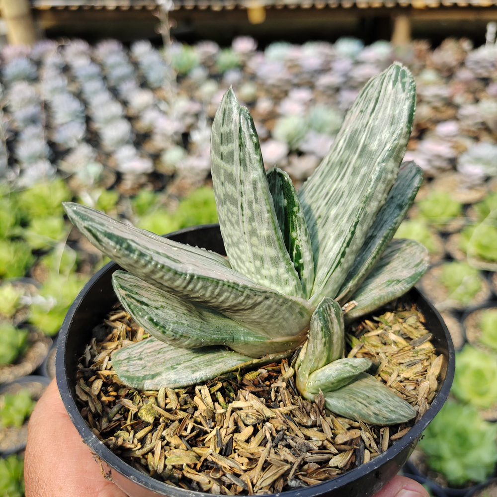 526. Gasteria Sakura Fuji White Variegated - Image 4