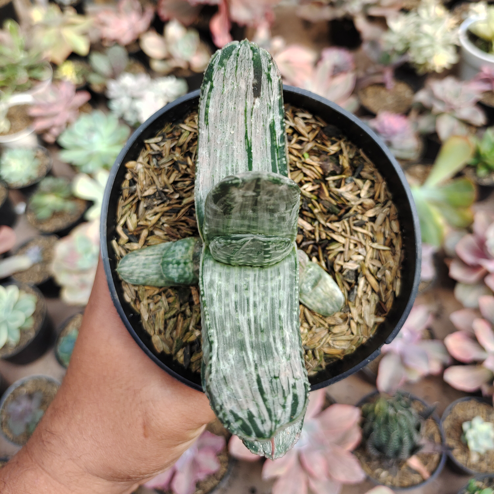 526. Gasteria Sakura Fuji White Variegated - Image 6