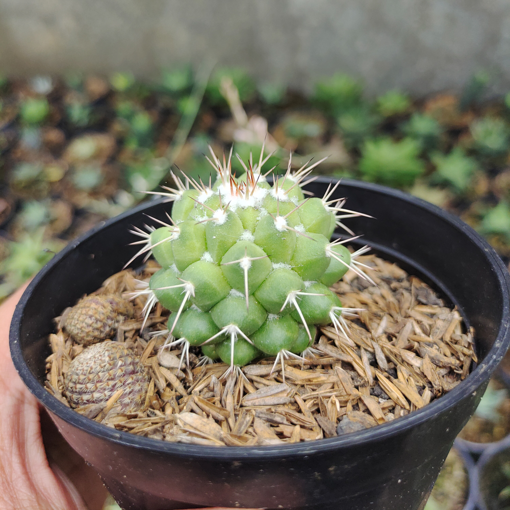 527. Mammillaria Winterae - Image 4