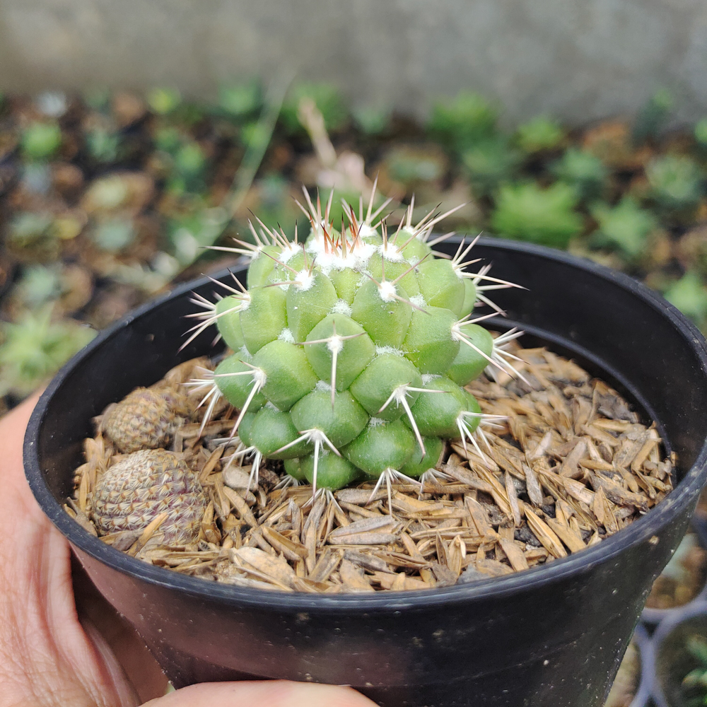 527. Mammillaria Winterae - Image 5
