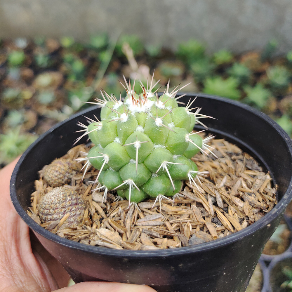 527. Mammillaria Winterae - Image 6