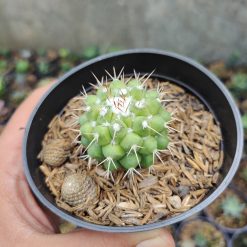 Alternative view of 527. Mammillaria Winterae