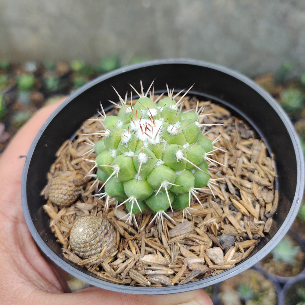 527. Mammillaria Winterae - Image 7