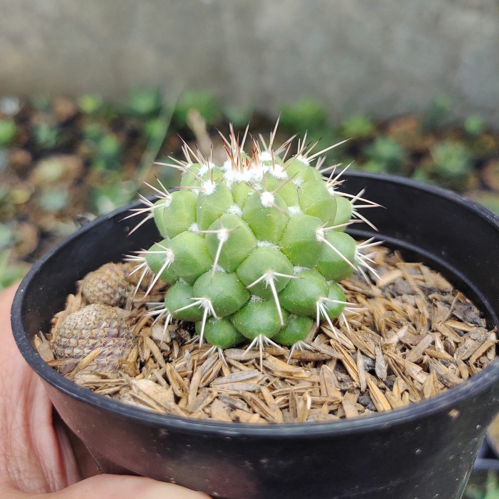 527. Mammillaria Winterae - Image 8