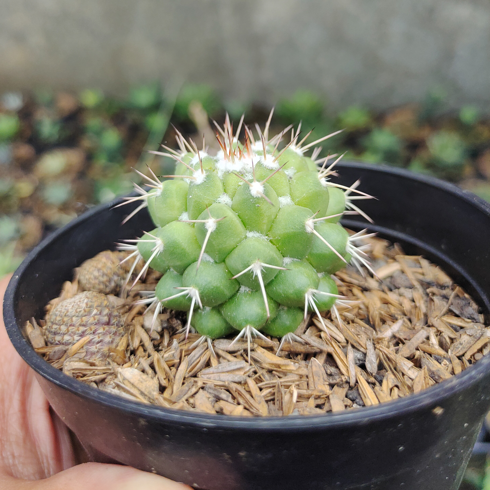 527. Mammillaria Winterae - Image 9