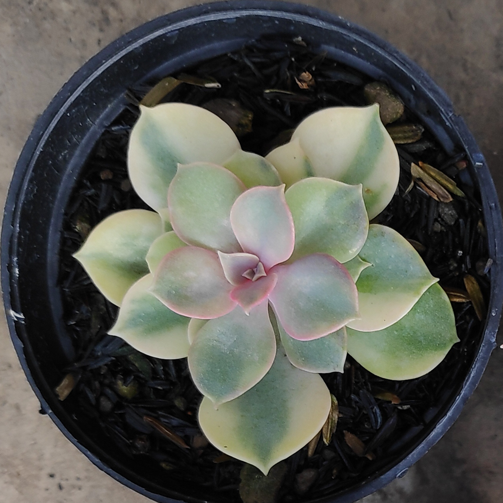 053. Echeveria Perle Von Numberg Mutation - Image 9