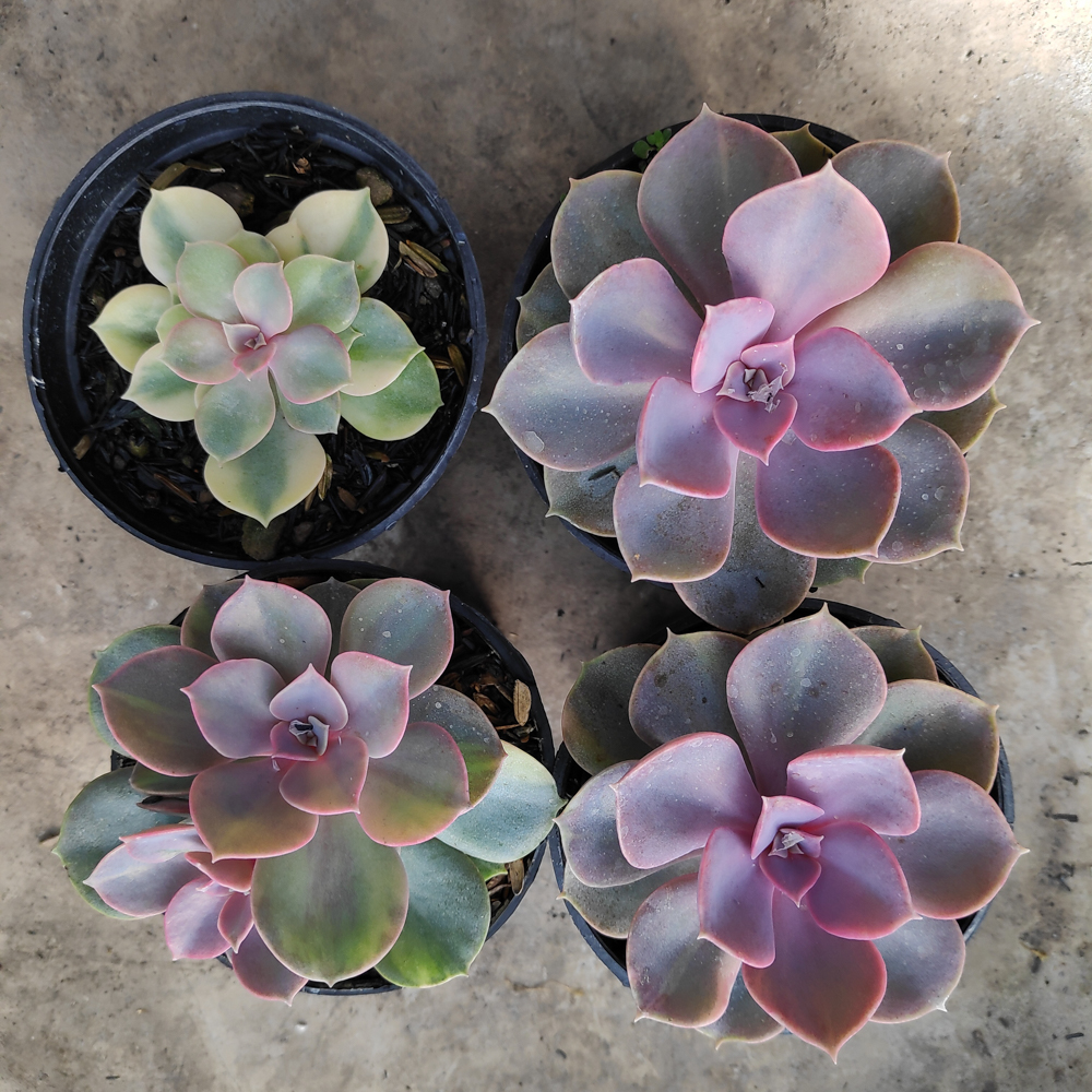 053. Echeveria Perle Von Numberg Mutation - Image 12