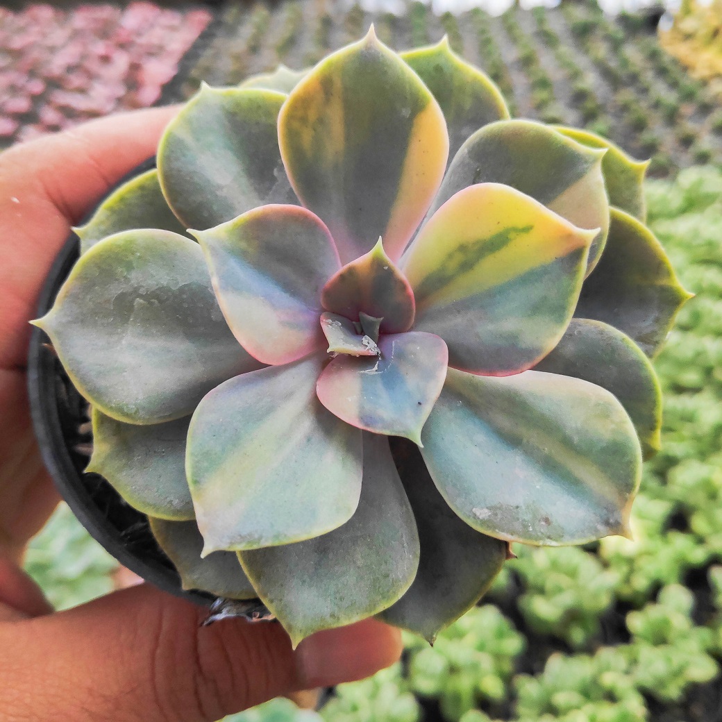 053. Echeveria Perle Von Numberg Mutation - Image 10