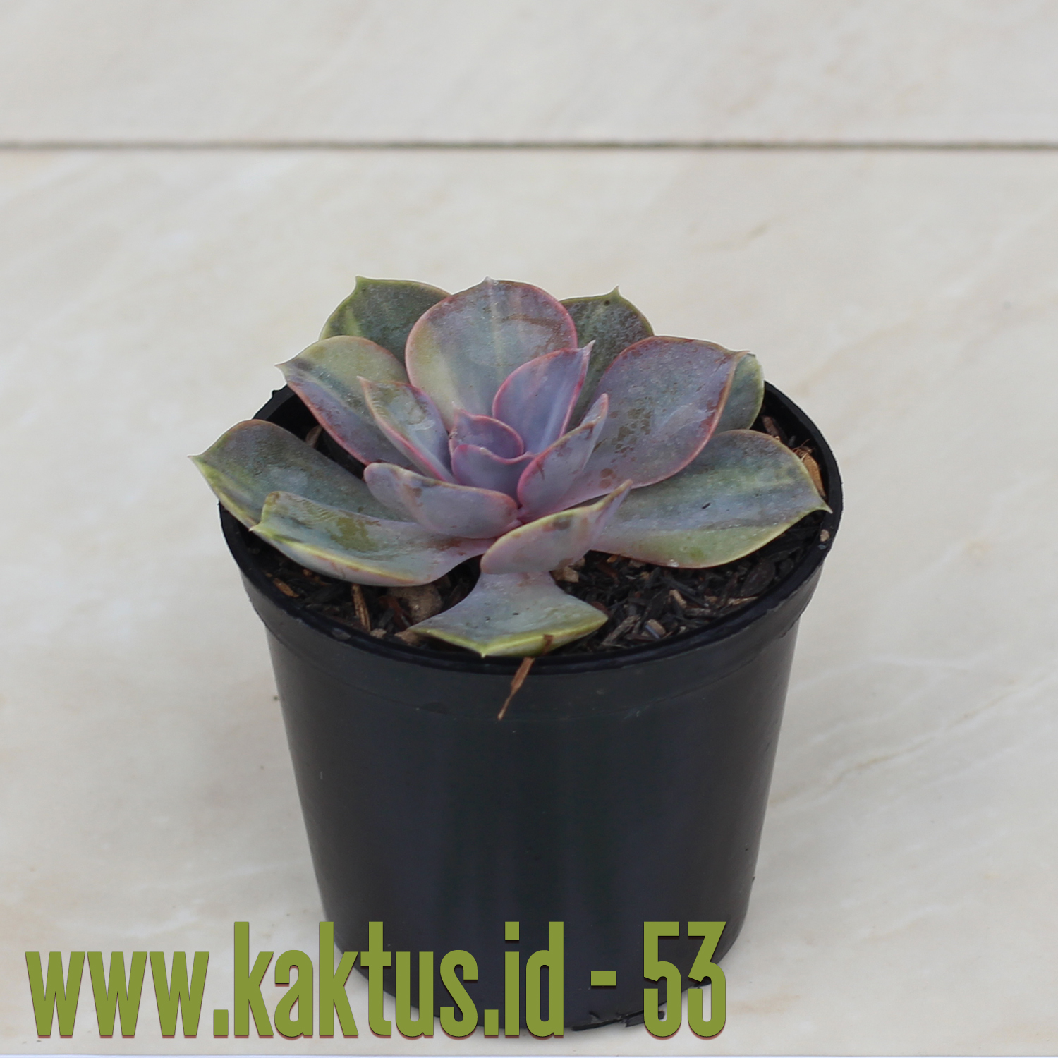 053. Echeveria Perle Von Numberg Mutation - Image 11