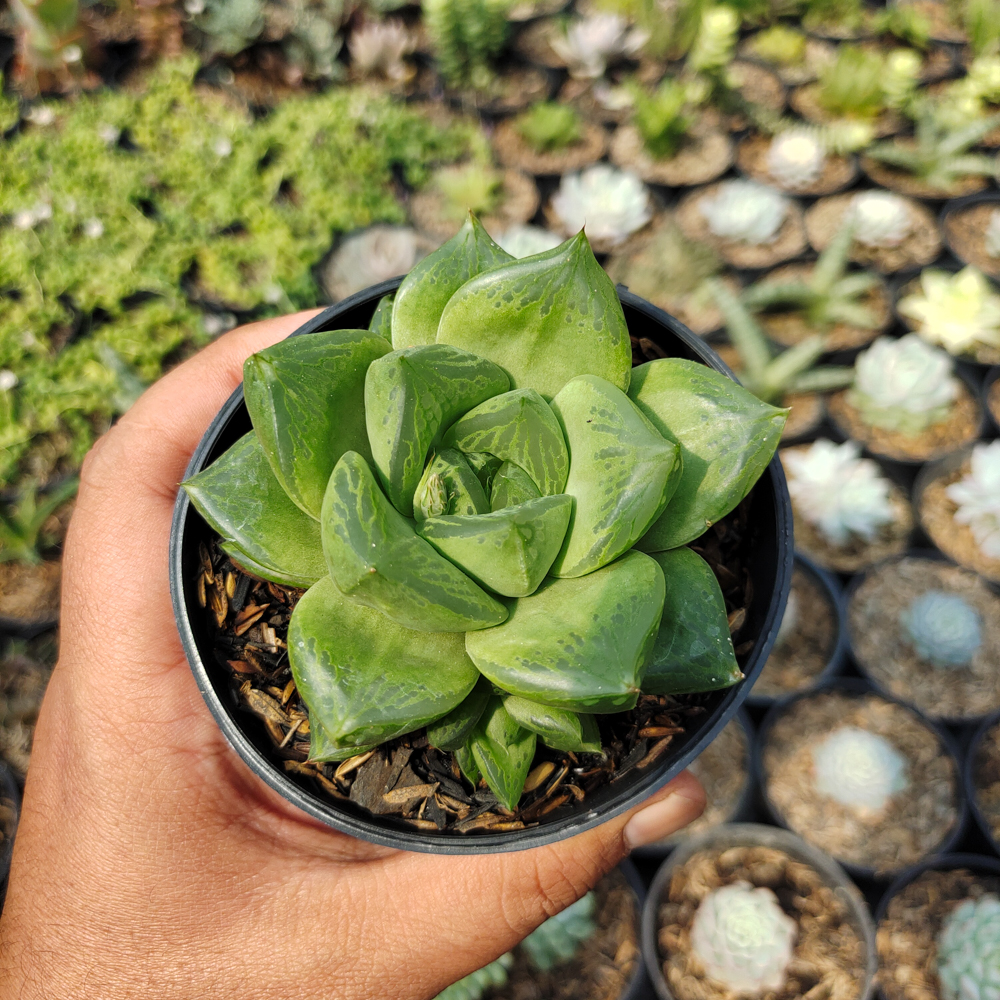 530. Haworthia Retusa Giant - Image 2