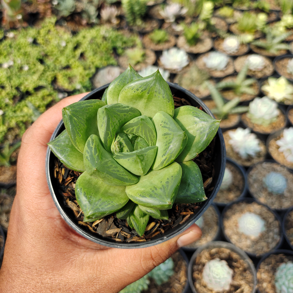 530. Haworthia Retusa Giant - Image 3