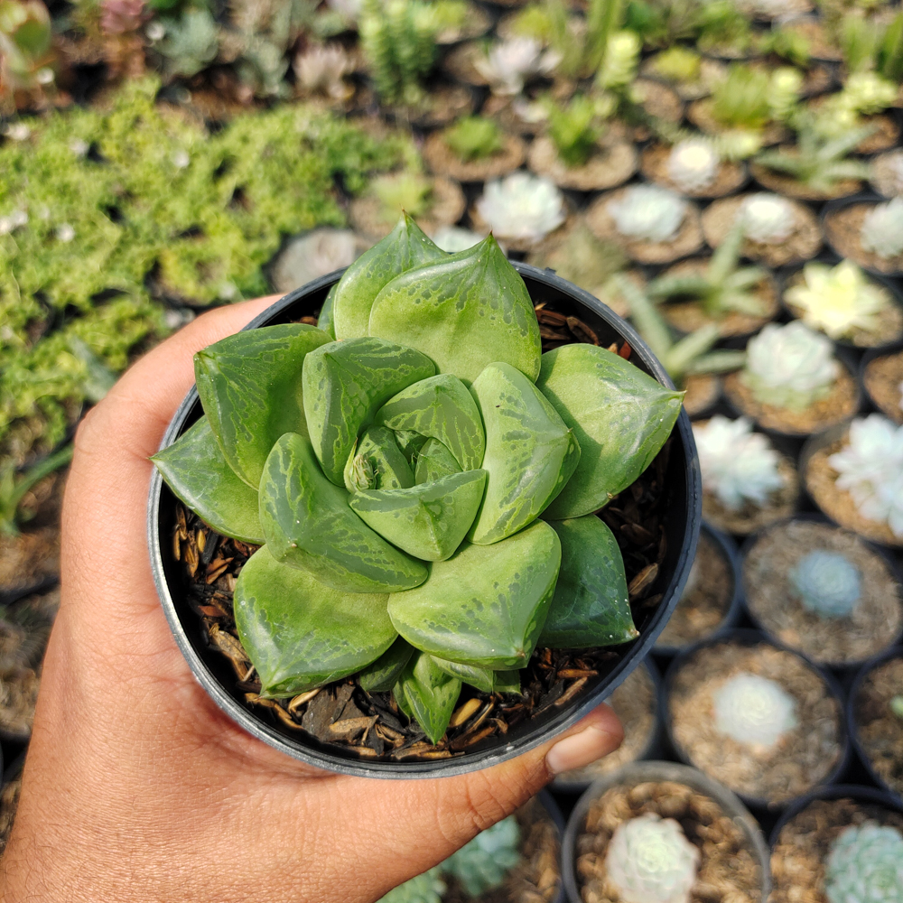 530. Haworthia Retusa Giant - Image 4