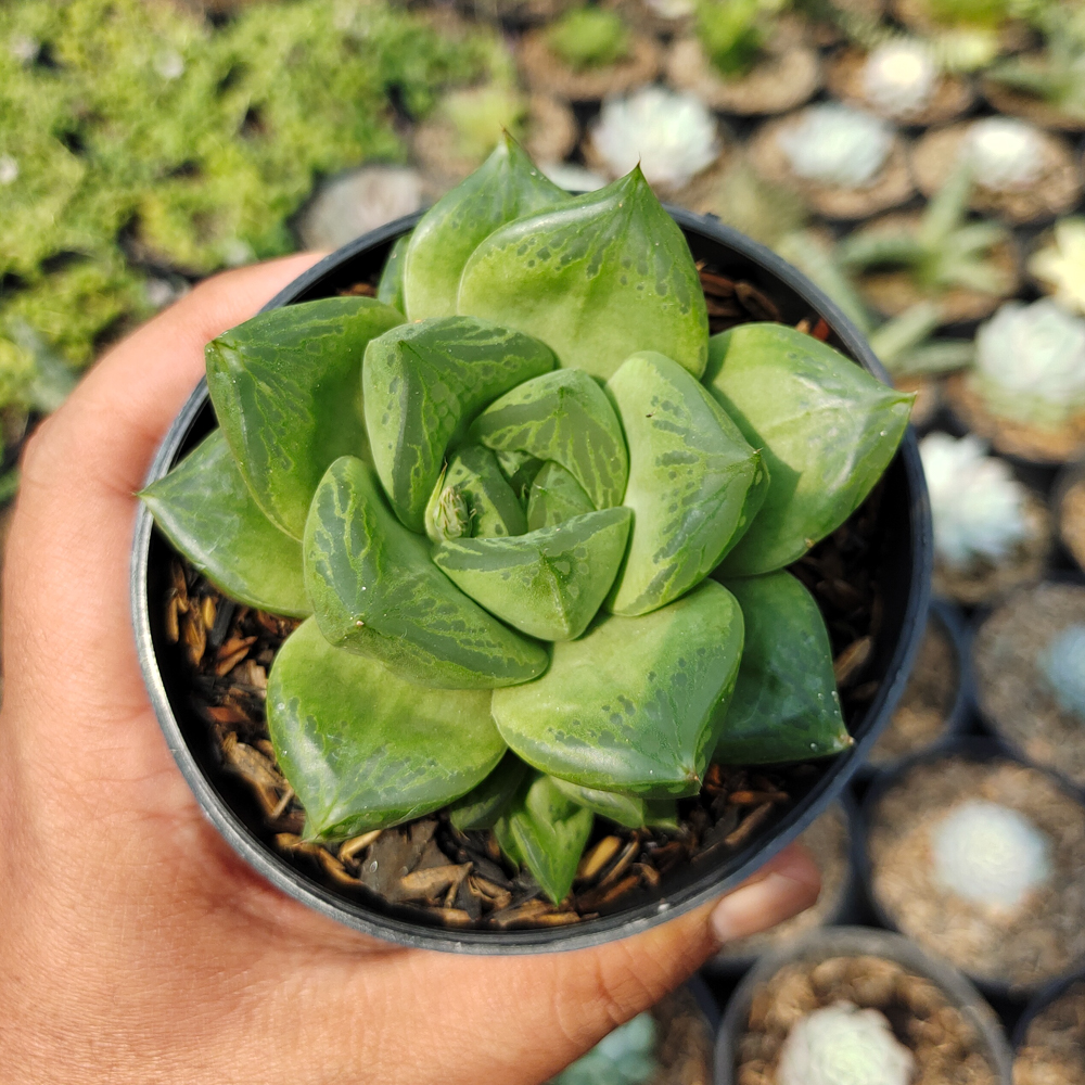530. Haworthia Retusa Giant - Image 6