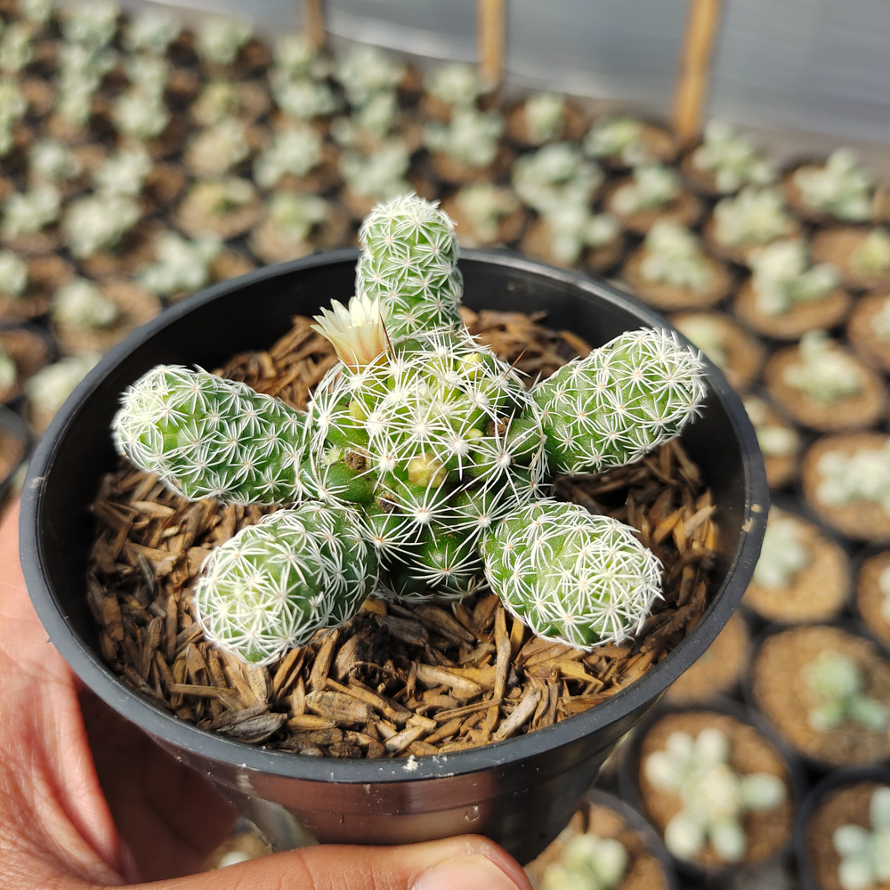532. Mammillaria Gracilis - Image 3