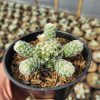 532. Mammillaria Gracilis