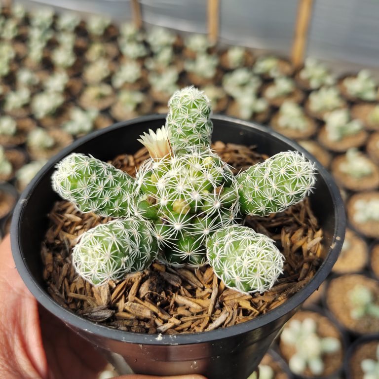 532. Mammillaria Gracilis