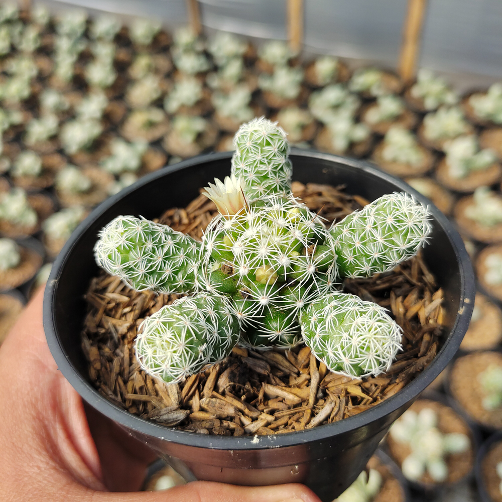 532. Mammillaria Gracilis - Image 5