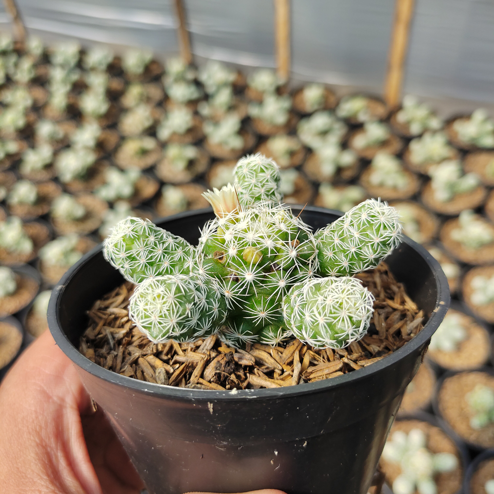 532. Mammillaria Gracilis - Image 6