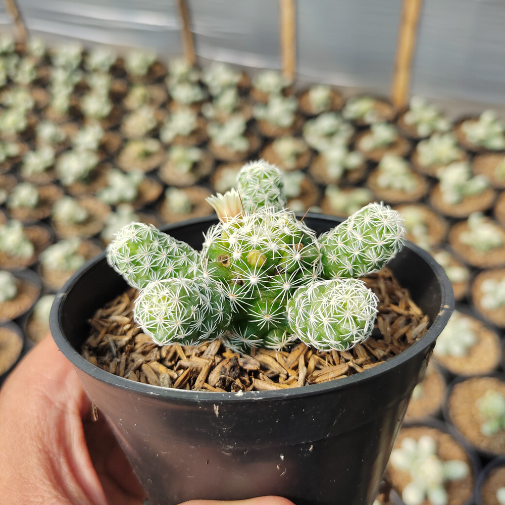 532. Mammillaria Gracilis - Image 7
