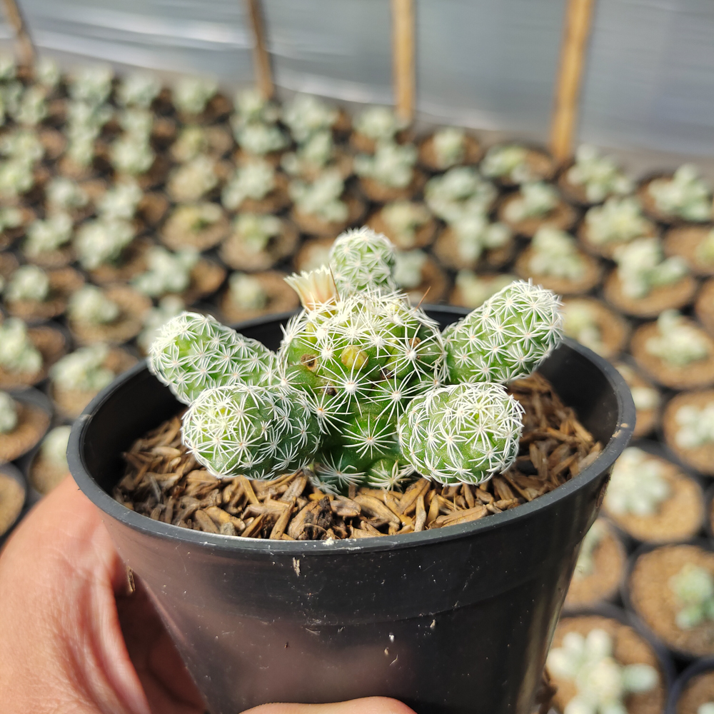 532. Mammillaria Gracilis - Image 2