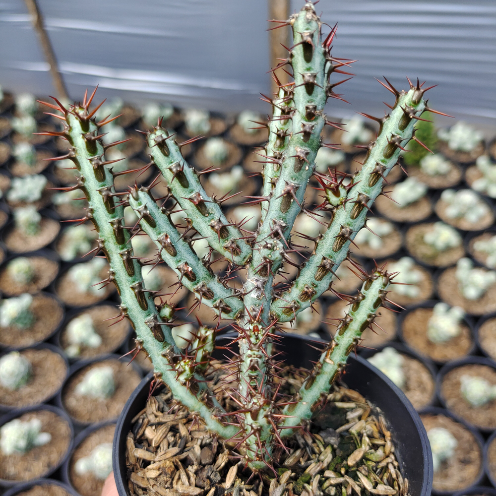 533. Euphorbia Aeruginosa - Image 3