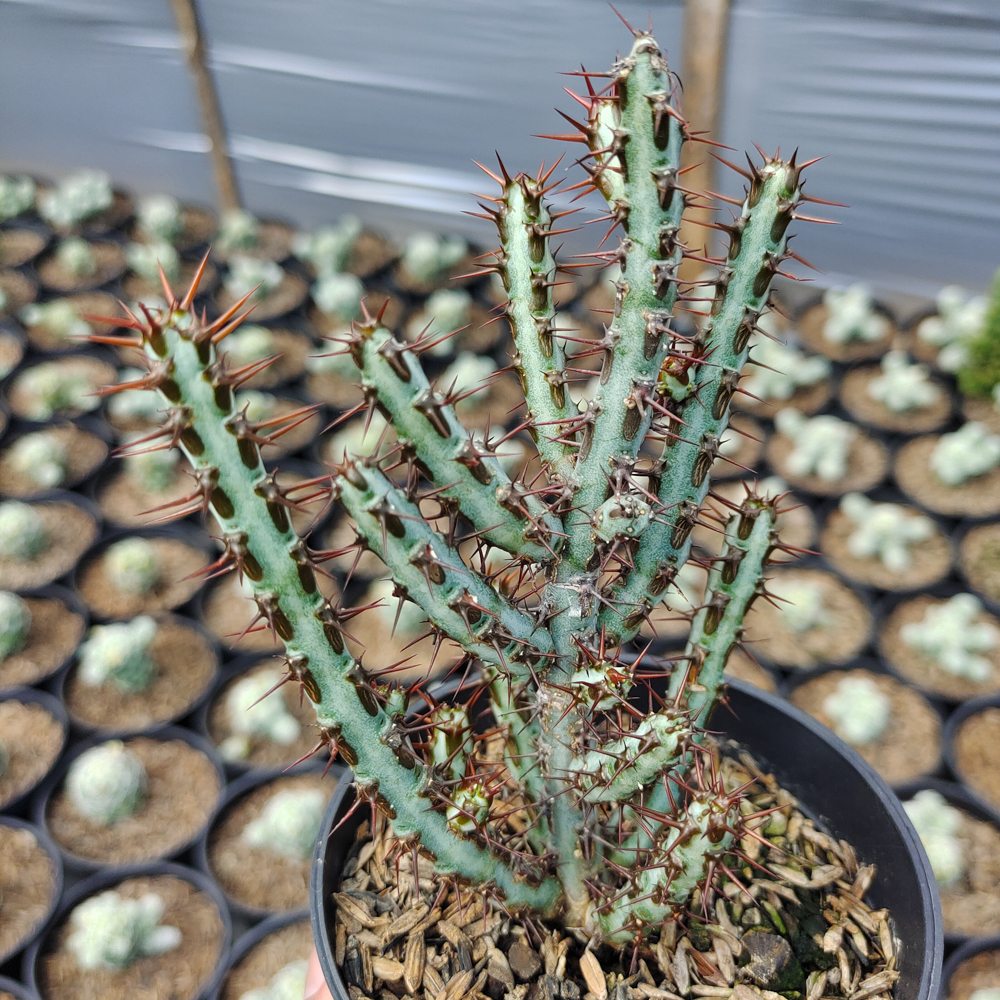533. Euphorbia Aeruginosa - Image 2