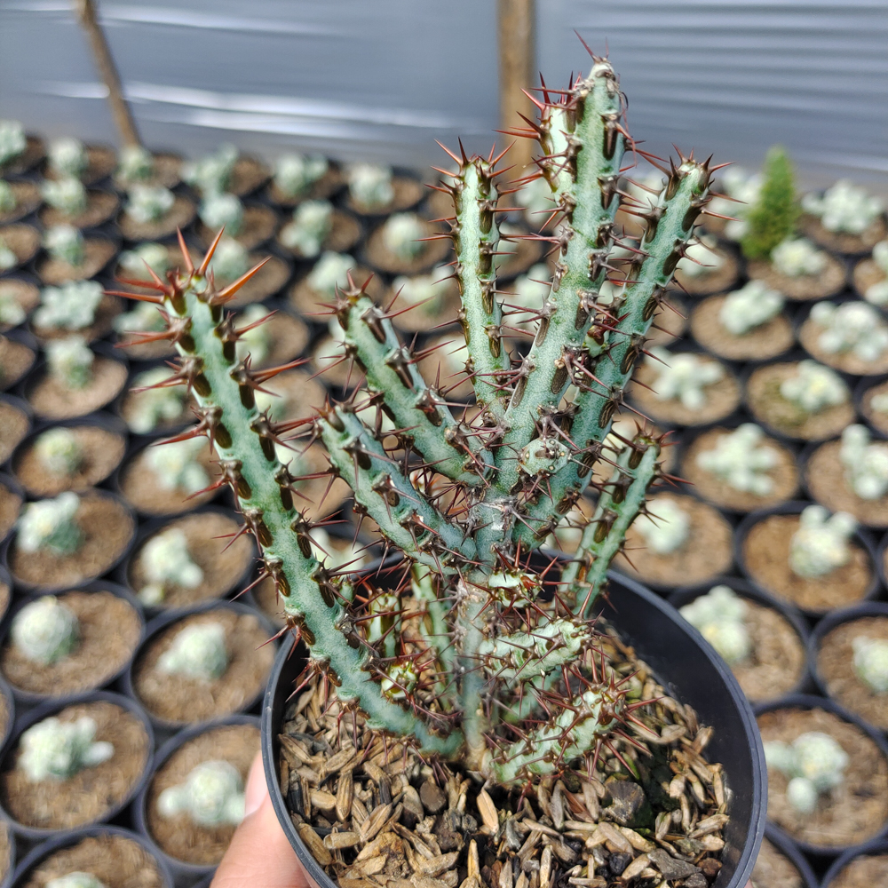 533. Euphorbia Aeruginosa - Image 6